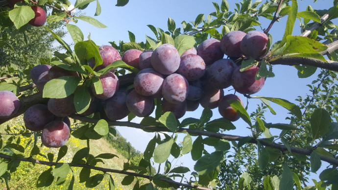 Слива Кабардинка Фото