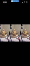 Шаманка с патриков Марина Улугбашева разводила на миллионы онкобольных Шаманка с патриков Марина Улугбашева разводила на миллионы онкобольных